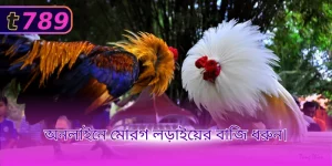 অনলাইনে মোরগ লড়াইয়ের বাজি ধরুন।