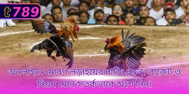 অনলাইনে মোরগ লড়াইয়ের বাজি ধরুন। বাজেট ও নিয়ম মেনে সতর্কভাবে অংশ নিন।