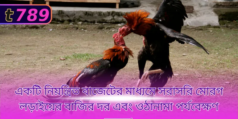একটি নিয়ন্ত্রিত বাজেটের মাধ্যমে সরাসরি মোরগ লড়াইয়ের বাজির দর এবং ওঠানামা পর্যবেক্ষণ করুন।