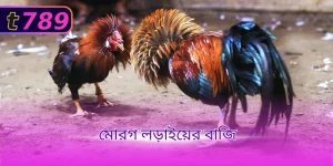 মোরগ লড়াইয়ের বাজি