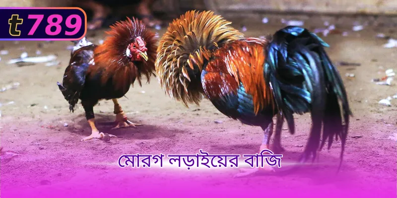 মোরগ লড়াইয়ের বাজি