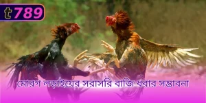 মোরগ লড়াইয়ের সরাসরি বাজি ধরার সম্ভাবনা