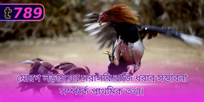 মোরগ লড়াইয়ের সরাসরি বাজি ধরার সম্ভাবনা সম্পর্কে প্রাথমিক তথ্য।
