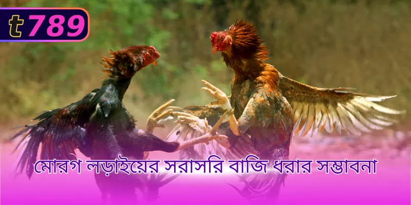 মোরগ লড়াইয়ের সরাসরি বাজি ধরার সম্ভাবনা