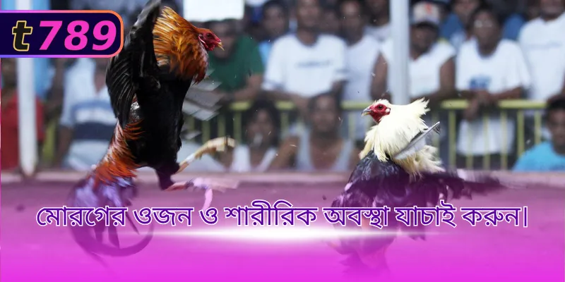 মোরগের ওজন ও শারীরিক অবস্থা যাচাই করুন।