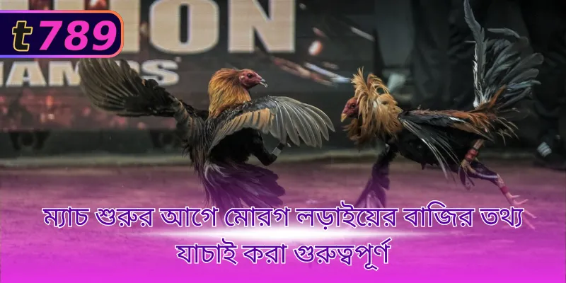 ম্যাচ শুরুর আগে মোরগ লড়াইয়ের বাজির তথ্য যাচাই করা গুরুত্বপূর্ণ